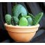 Pebbles cactus